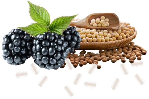 Imagem composta por folhas verdes de amora miura com frutos, grãos e vagens de soja (Glycine max) e cápsulas brancas soltas, representando a combinação natural de ingredientes utilizados em suplementos para equilíbrio hormonal feminino, especialmente indicados para alívio da TPM e menopausa.